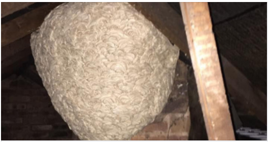 Man Thinks He Found “Hornets” Nest In Attic – Turns Pale When He Realizes What’s Inside Man Thinks He Found “Hornets” Nest In Attic – Turns Pale When He Realizes What’s Inside