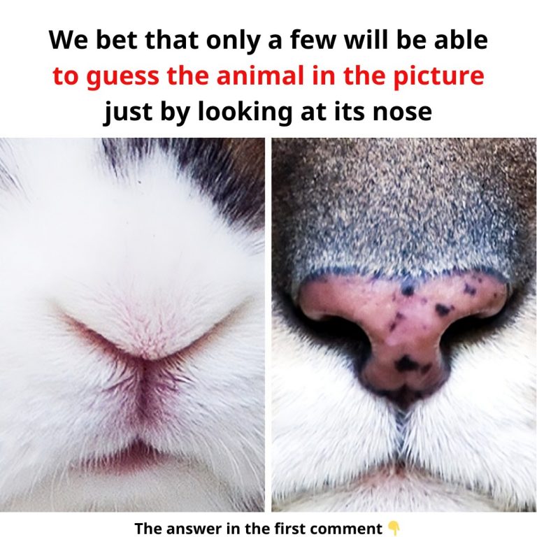 We believe that only a few people will be able recognize the animal in the picture based on its nose.