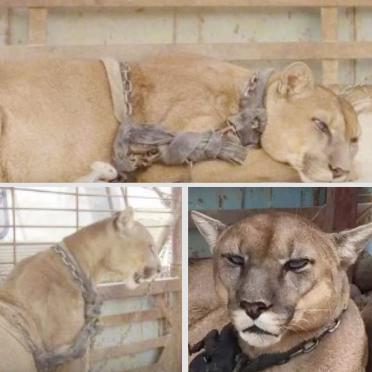 (VIDEO) After 20 Years in Captivity, See a Circus Lion’s Emotional Reaction to Freedom