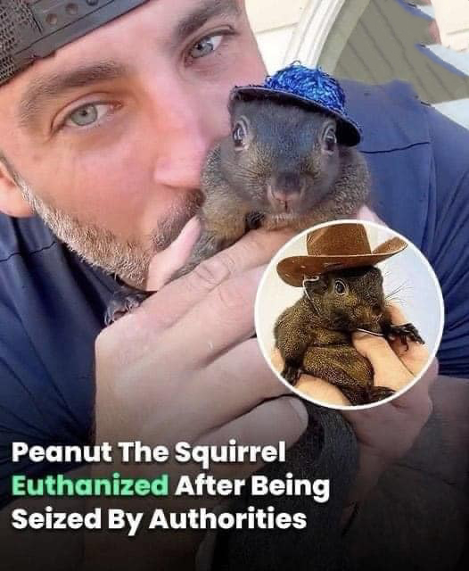 Peanut The Squirrel Euthanized After Being Seized By Authorities