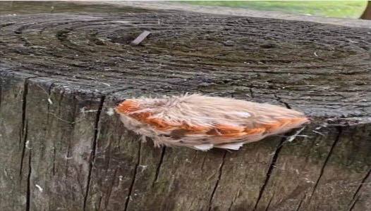 Mom sees kids with little “fur ball” at the park – looks closer and immediately recognizes grave danger