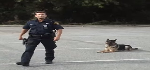 This Police Dog Will Blow Your Mind In 20 Seconds Flat