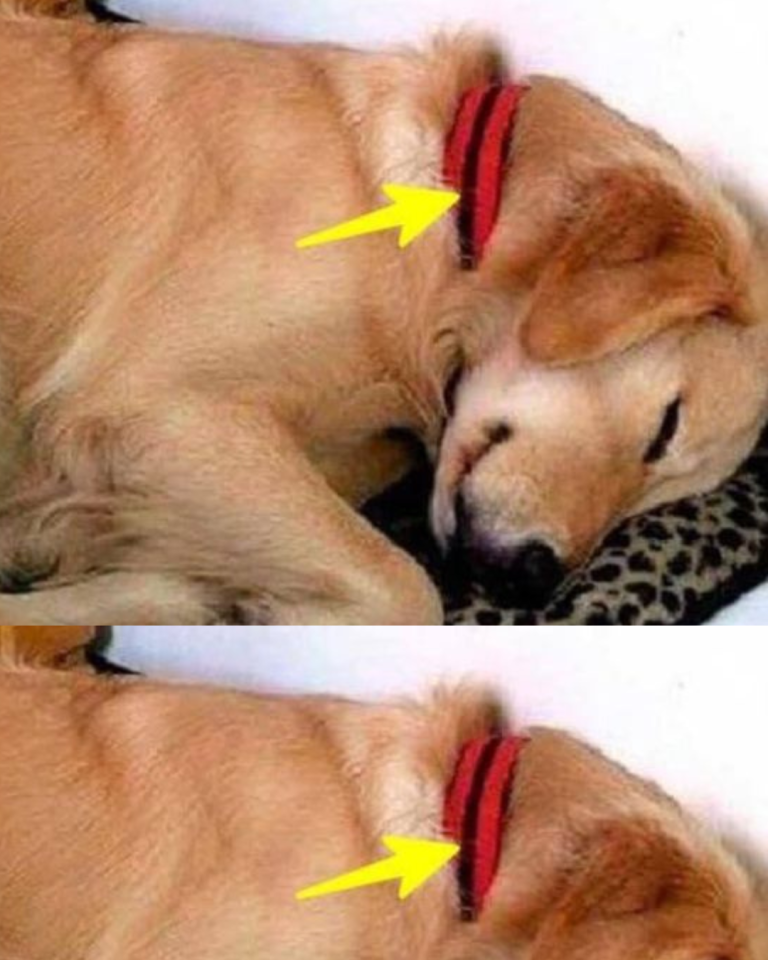 The dog keeps coming to a womans house and just slept and one day this note was attached to his collar