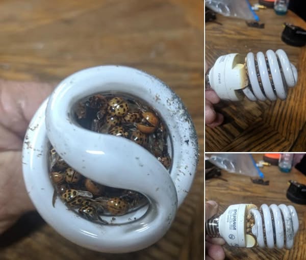Man’s about spiral bulb…