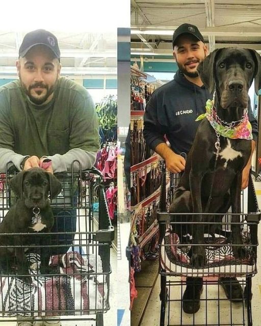 I PUT HER IN THE SHOPPING CART AS A PUPPY FOR FUN—BUT A YEAR LATER, SHE STILL REFUSES TO WALK INSIDE THAT STORE