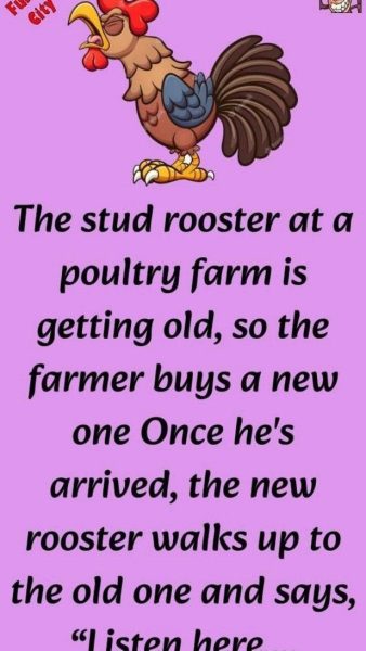 The new rooster